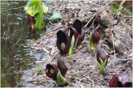 沼の中のざぜん草