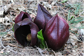 乾燥した箇所に群生したざぜん草