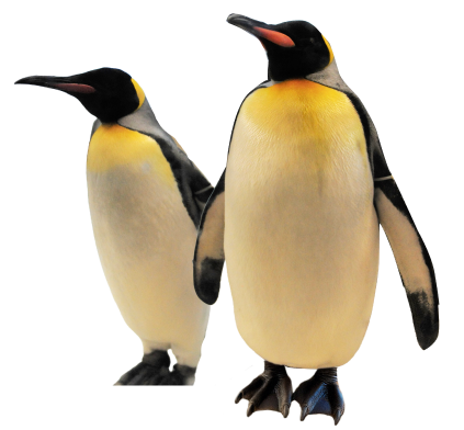 ペンギンの写真