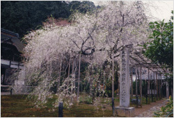 常照皇寺